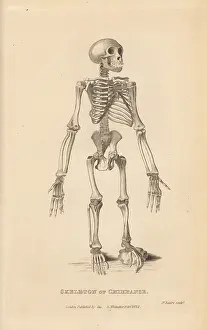 Troglodytes: Skeleton of the common chimpanzee, Pan troglodytes