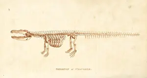 Niloticus: Skeleton of a crocodile, Crocodylus niloticus