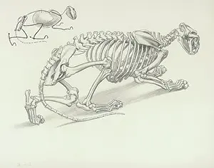 Skeletons: Skeleton of Crouching Lion