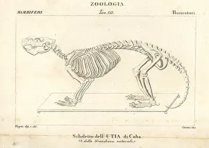Carini: Skeleton of a Cuban hutia, Capromys pilorides