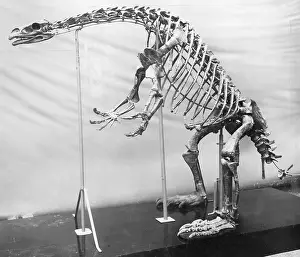 Dino: Skeleton of a dinosaur, 1911