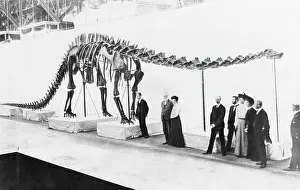 Dino: Skeleton of a Diplodosaurus, 1905