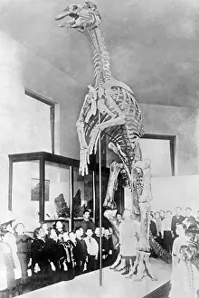 Dino: Skeleton of a duck-billed dinosaur, 1931