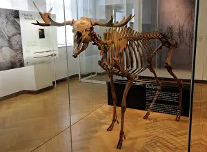 Showcase: Skeleton of an elk from Taderup. Denmark. Mesolithic