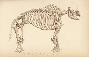 Mammut: Skeleton of an extinct great American mastodon