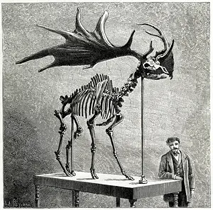Elks: Skeleton of an extinct Irish Elk
