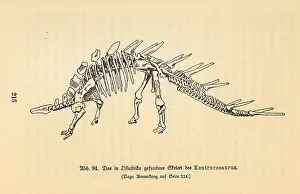 Leben: Skeleton of an extinct Kentrosaurus aethiopicus