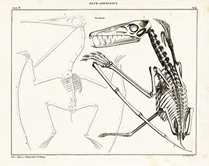Allgemeine: Skeleton of an extinct pterodactyl, Pterodactylus