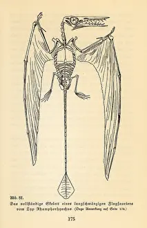 Rhamphorhynchus: Skeleton of an extinct Rhamphorhynchus genus