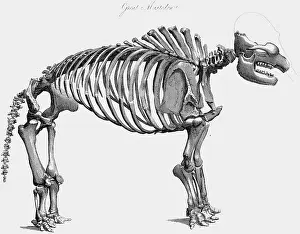 Mastodon: Skeleton of Giant Mastodon excavated by Wilson
