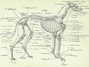 Greyhounds: Skeleton of a greyhound