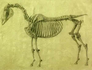 1756: Skeleton of a Horse, by Stubbs