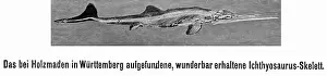 Dino: Skeleton of an ichthyosaur, 1910
