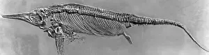 Dino: Skeleton of an ichthyosaur, 1937