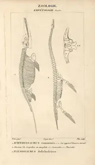 Ichthyosaurus: Skeleton of Ichthyosaurus communis (fish lizard)