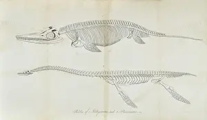 Plesiosaurus: Skeleton of Ichthyosaurus and Plesiosaurus
