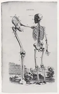 1730s: Skeleton and Large Limb Bone
