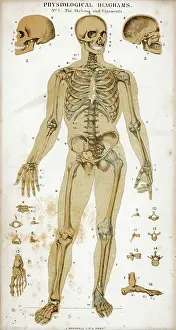 Ligaments: Skeleton and Ligaments