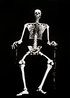 Outrageous: Skeleton Looking at Camera Sitting