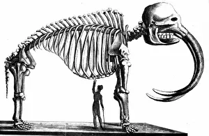 1823: Skeleton of Mammoth discovered in 1817 by Dr Mitchell