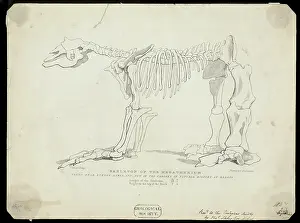 Hullmandel: Skeleton of a Megatherium