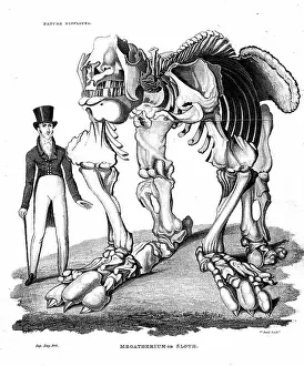 1796: Skeleton of Megatherium, extinct giant ground