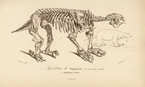 Oudart: Skeleton of a megatherium, extinct giant ground sloth