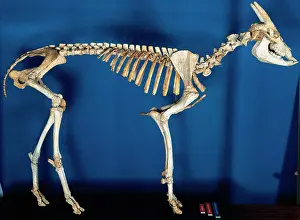 Goat: Skeleton of Myotragus balearicus. Spain
