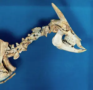 Goat: Skeleton of Myotragus balearicus. Spain