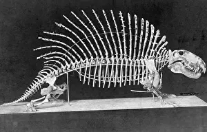 Fossils: Skeleton of a Naosaurus, 1908
