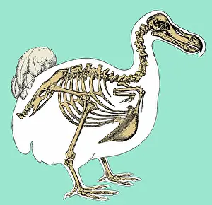 Extinction: Skeleton and Outline of Dodo Bird