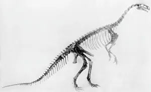 Dino: Skeleton of a Plateosaurus, 1932