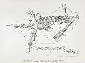 Plesiosaurus: Skeleton of a Plesiosaur from Lyme Regis