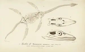 Plesiosaurus: Skeleton of a Plesiosaurus dolichodeirus