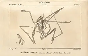 Jussieus: Skeleton of a Pterodactylus, an extinct carnivorous