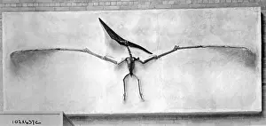 Dino: Skeleton of a pterosaur, 1926