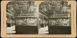 Skeletons: Skeleton Room, National Museum, Washington, D.C