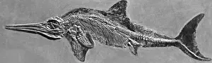 Dino: Skeleton with skin imprint of an ichthyosaur, 1937