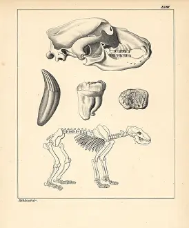 Schmidts: Skeleton, skull and tooth of the cave bear, Ursus spelaeus