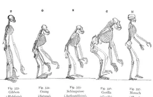 Gibbon: Skeletons of Anthropoids and Human