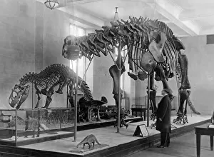 Dino: Skeletons of dinosaurs, 1906