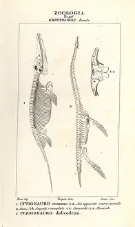 Ichthyosaurus: Skeletons of extinct dinosaurs Ichthyosaurus and