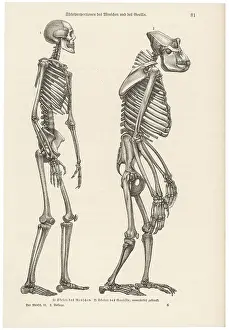 Huxley: Two skeletons, human and gorilla
