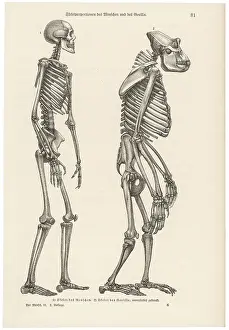 Huxley: Two skeletons, human and gorilla