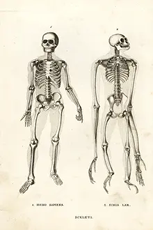 Gibbon: Skeletons of man and ape