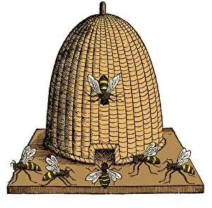 Honey: Skep Beehive, 17th Century