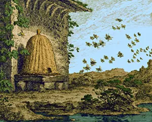Honey: Skep Beehive
