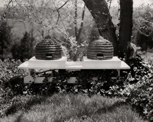 Beekeeping: Two Skeps Traditional Beehives of Inverted Baskets