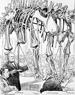 Carnegie: Sketch of Diplodocus presentation