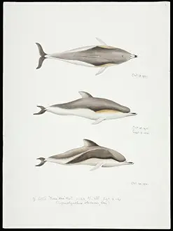 Odontoceti: Sketch of Dolphins by Edward Wilson